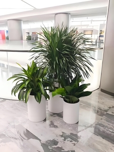 前湾绿化修剪专业 前湾绿化修剪专业